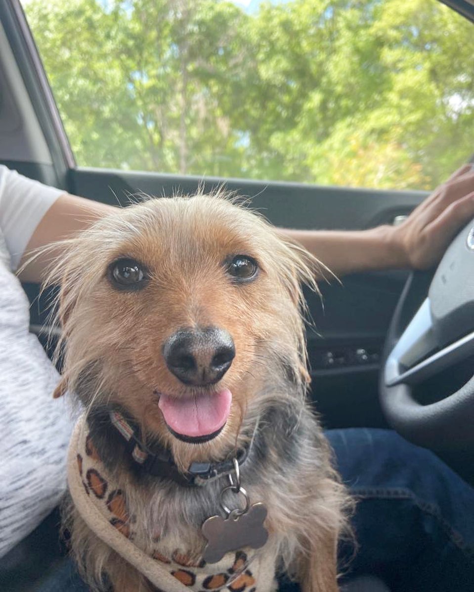 Fun Ride 🚗With Molly🐕‍🦺