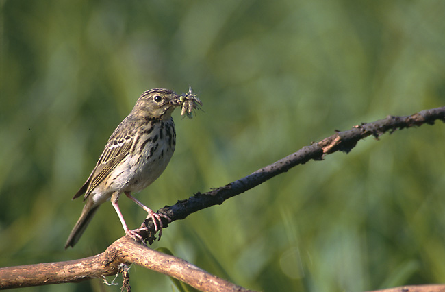 ostrichJAO's tweet photo. Adams, Ivande and Wilson study aspects of the ecology of non-breeding Tree Pipits on the Jos Plateau, Nigeria. Read more: https://t.co/FiGMNxWdFT photo: Marek Szczepanek (CC BY-SA 3.0) https://t.co/YW6bTsIACc