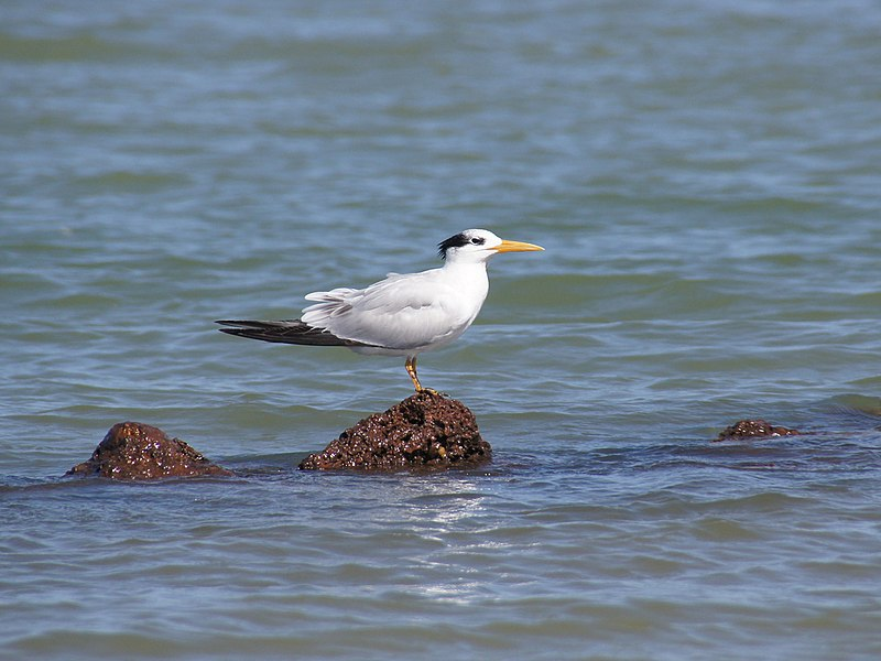 ostrichJAO's tweet photo. The West African Crested Tern is a species that has recently been split from Royal Tern. A study by Veen et al. looks at their distribution and breeding numbers, and conclude that they have an uncertain future. Read more at: https://t.co/GSOt2UvTUt photo: Matt Blissett CC BY 4.0 https://t.co/UrajjZkWfu