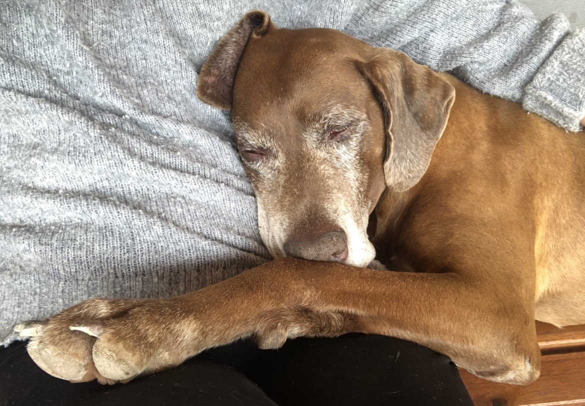 Mi perro Roni soñando con que su tocayo <a href="/RonBarceloSpain/">RONI🔥</a> me lleve a #Nevalia2023