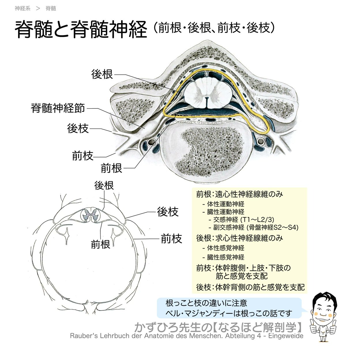 基礎・臨床解剖学 脊柱 脊髄 自律神経　エンタプライズ 基礎・臨床解剖学 脊柱 脊髄 自律神経 | グレゴリー・クレイマー