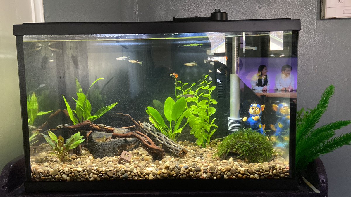 TranquilityGame's tweet photo. I have been come obsessed with my fish tank lol 
#aquarium https://t.co/DR7grV6boG