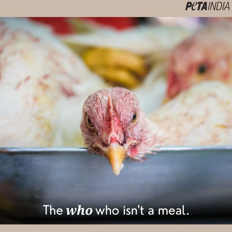 PetaIndia's tweet photo. Even a small cut hurts, doesn’t it? Imagine your throat being cut while you are still conscious. #govegan https://t.co/wS0kp9eT5Z