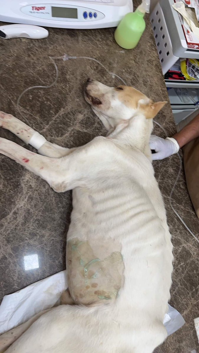 rakmahjung's tweet photo. 🙏เคสนี้ถือว่าแอดขอนะคะ กราบล่ะ ได้โปรดช่วยน้องด้วย น้องกำลังจะตาย น้องโดนเจ้าของเอามาปล่อย ไม่รู้อดมากี่มื้อแล้ว ผอมจนเห็นซี่โครงน่าเวทนามาก ตอนนี้อาการหนักมาก อย่างน้อยๆให้น้องได้เจอรักแท้เป็นครั้งสุดท้ายก็ยังดี 
📍กดดูรายละเอียดได้ที่ลิงค์นี้ค่ะ
https://t.co/IEzXnOonCD https://t.co/Z6GdHvghvT