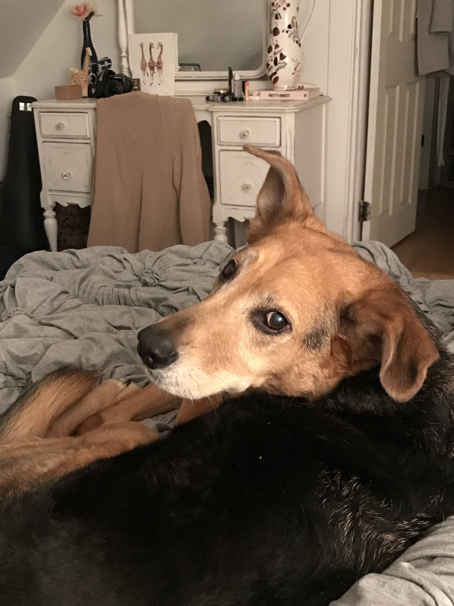 baileylynn_4's tweet photo. Wollowing in self pity and absolute fucking heartbreak so here are cute pictures of my baby https://t.co/jwc5PSgzya