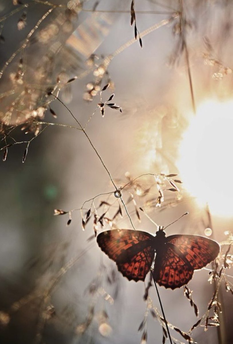 And this morning when you wake up...
Think and be thankful that
we're sharing a precious gift, 
the gift of being alive.
That we can breathe,that I can take your hands,see you face to face, 
wipe off your tears, kiss your cheeks and see my shadow 
in your eyes.©️

 #life #poetry
