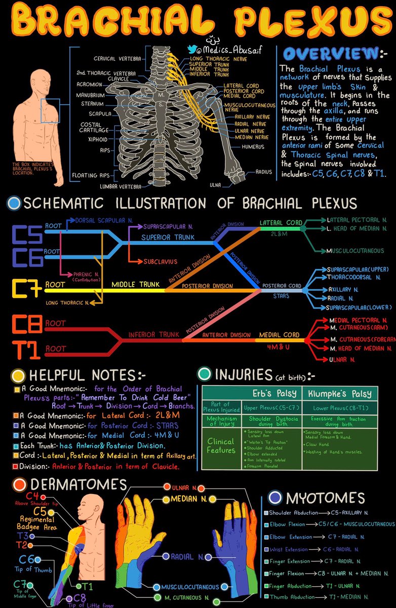 BrownJHM's tweet photo. Brachial plexus overview @medics_AbuSaif #MedEd #Medtwitter https://t.co/ubTcybMZiN