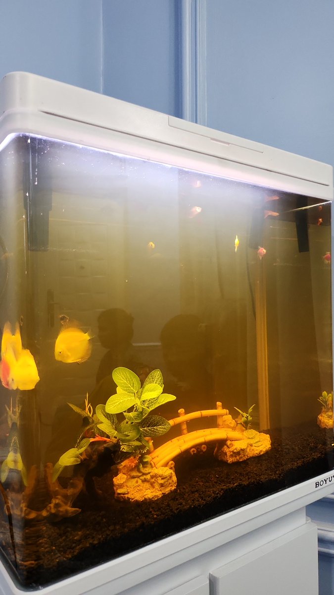 Beliin ikan nya abis sejuta sama perintilan haha air kuning grgr daun ketapang 🤣