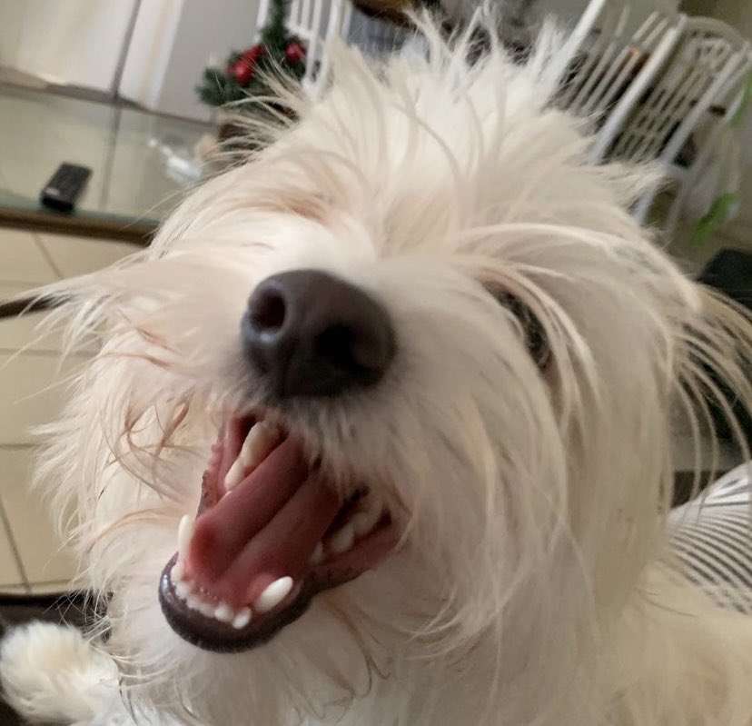 saltywavedog's tweet photo. My entry for #throwbackthursday 🐶 Someone said there were no snacks 🐕  Ha ha! 

#dog #doglife #dogsoftwitter #doggosdoingthings #dogsthatexplore #idigthis #dogsthatsmile #cutedog #saltywavedog #dogsofig #doglover #doggieadventures #happydog #dogstyle https://t.co/GRF5k3KyoQ