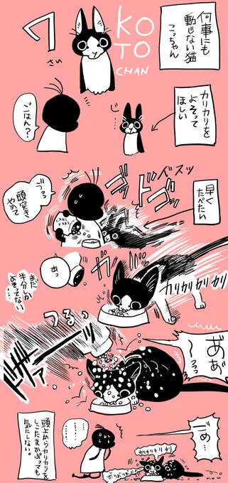 うちの猫 
