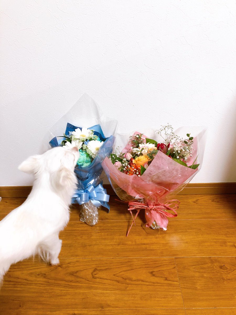 ピーちゃん1歳になりました🎂
誕生日プレゼントは人参畑です🥕

気に入ってくれてよかった！

お芋と人参のパンケーキでお祝いしました🤍
