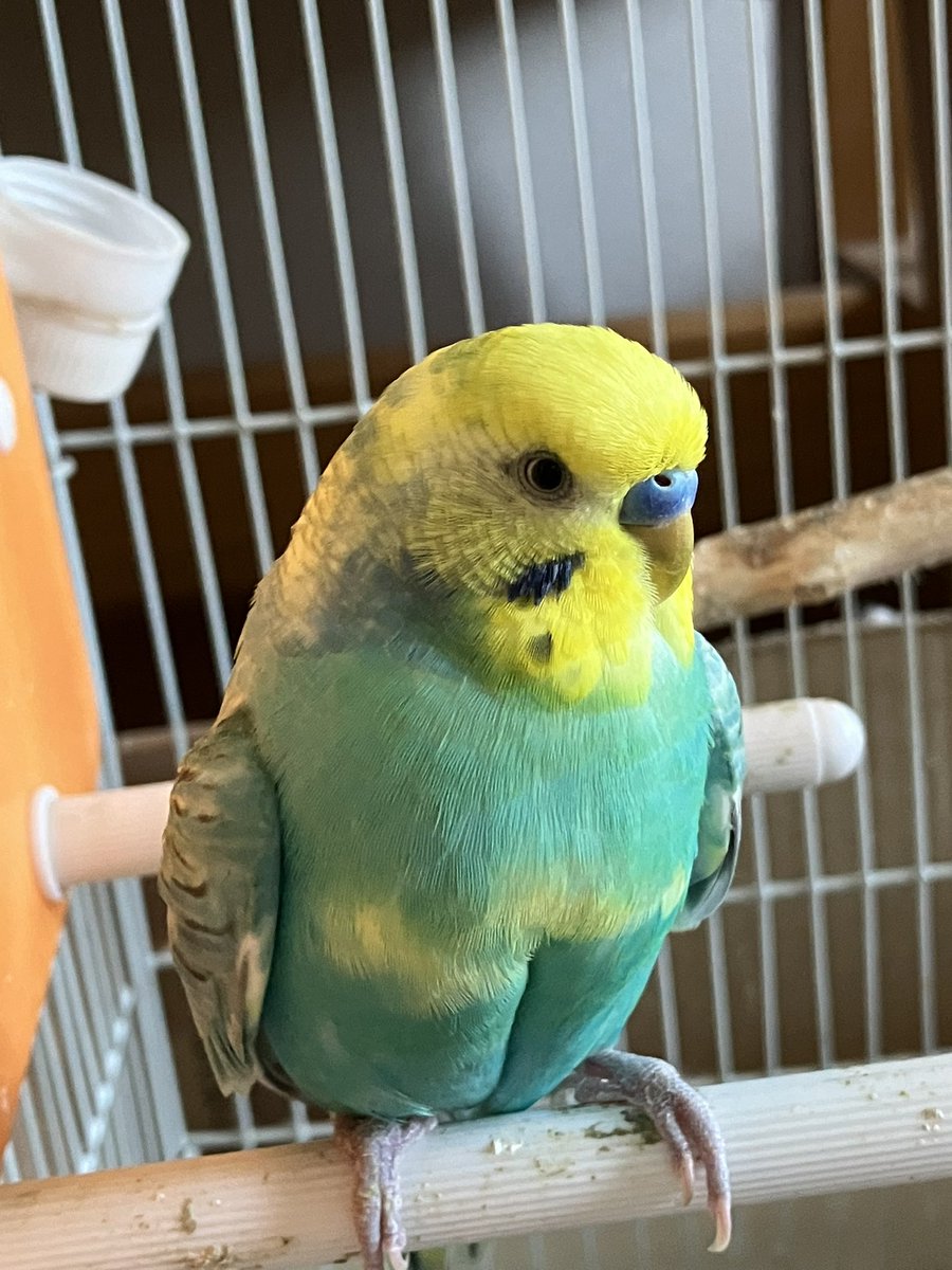 Jm8aP's tweet photo. オカメインコルチノー　ガル♂
セキセイインコ　イエローハルクイン　ジル♂ 
パステルレインボー？　セル♂ https://t.co/eOs7fu6hCl