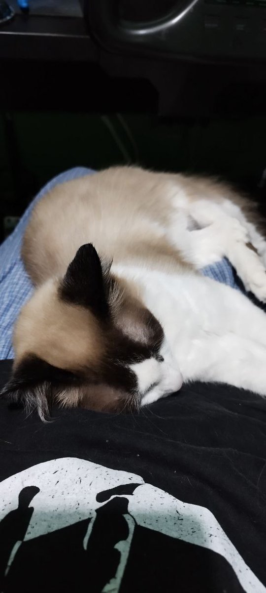 DunaiMonk's tweet photo. I love my kitty cat 🐈😺 he sleeps like a croissant on my lap. 🥰😍 https://t.co/7tkXGU1qmT
