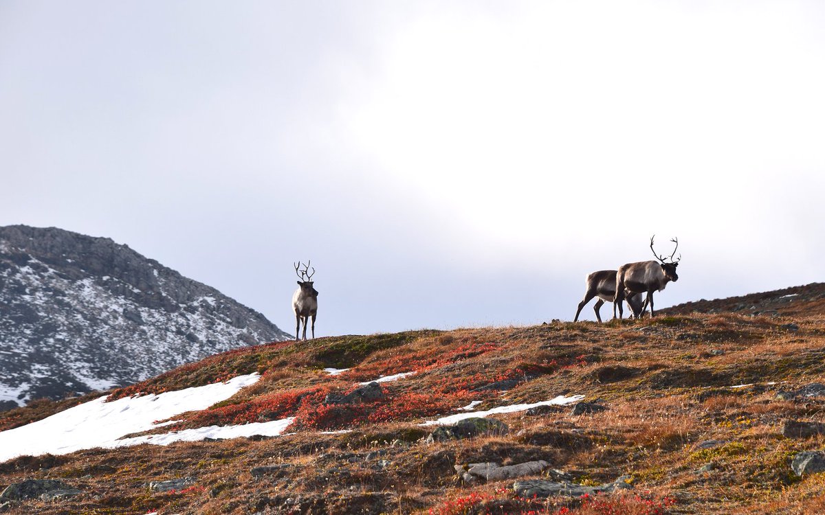 bioartsociety's tweet photo. SAVE THE DATE: Next #Field_Notes field laboratory is coming this Autumn under the theme 'The North Escaping'!
📅 17 September – 1 October 2023
📍 Kilpisjärvi Biological Station @ Sápmi area of Lapland / Finland.
#opencall coming soon! Keep an eye on our SoMe channels! #sciart https://t.co/OdoF68TXej