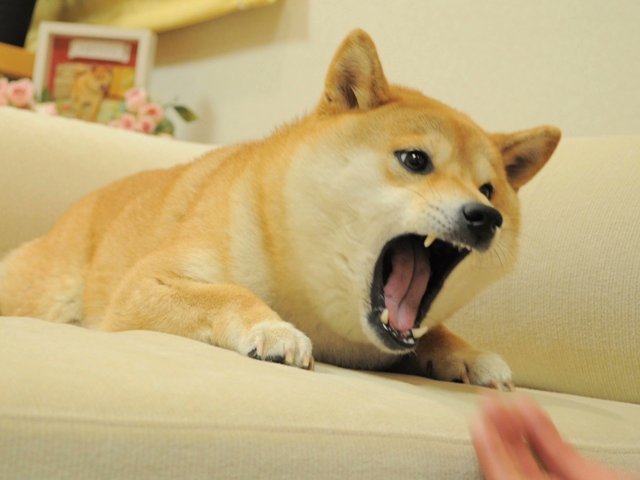 Cryptopathic's tweet image. Angry Doge sold for 69.69 to @TwoDollaHotDoge. It was then sold to me as part of the mentioned bundle, and then given to NFD’s DAO who fractionalized it as $ANFD. It is valued at $1m, and is emitted as a staking reward for those who lock $NFD LP. An airdrop is being planned.