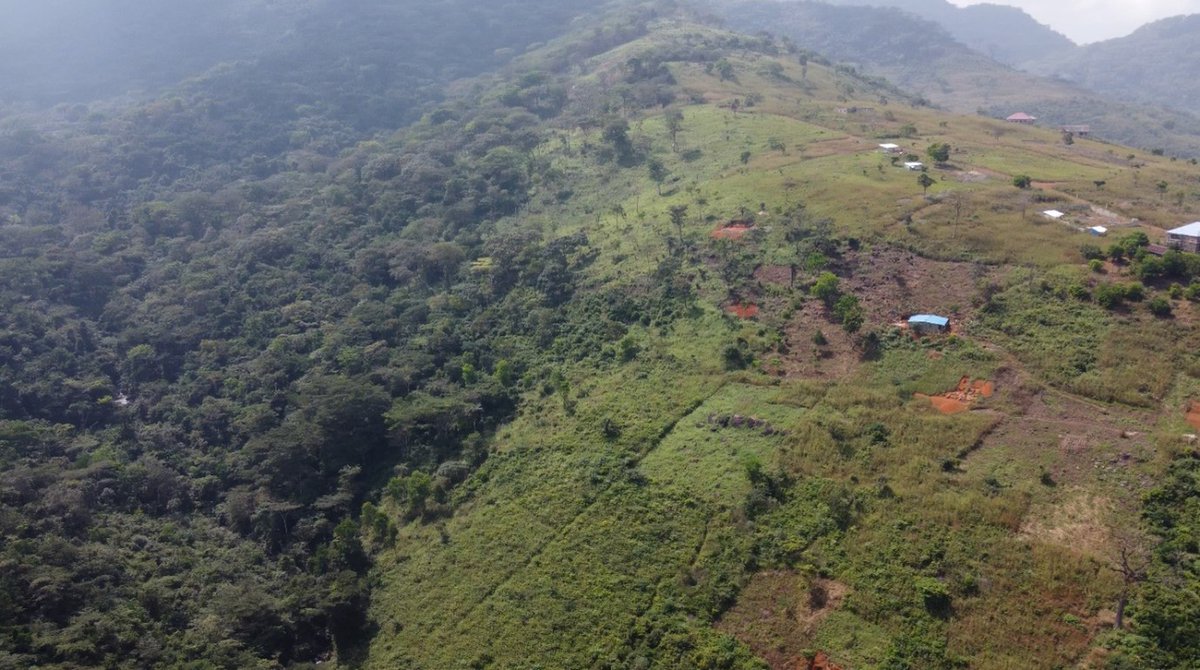 crownagents's tweet image. #ProjectSapling will run in NE #SierraLeone, where we've partnered with local #conservation organisation, @Tacugama, to support sustainable #reforestation by linking local communities as custodians of the new forests and advance drone technology to monitor, report &amp;amp; verify them.