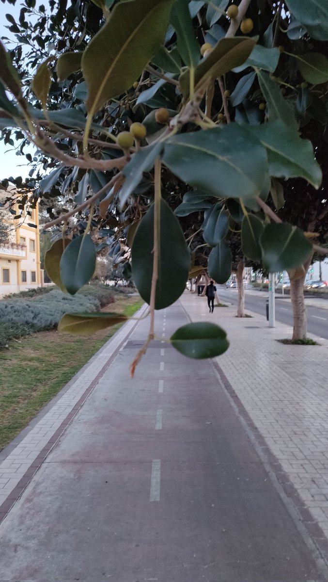 Para que os deis cuenta de lo difícil que es moverse por Málaga en bicicleta, hoy voy a hacer este hilo con todos los inconvenientes que me he encontrado al ir y venir del trabajo. ↘️↘️
En la ida, en primer lugar, esta rama a la altura de la cara junto al Cottolengo...