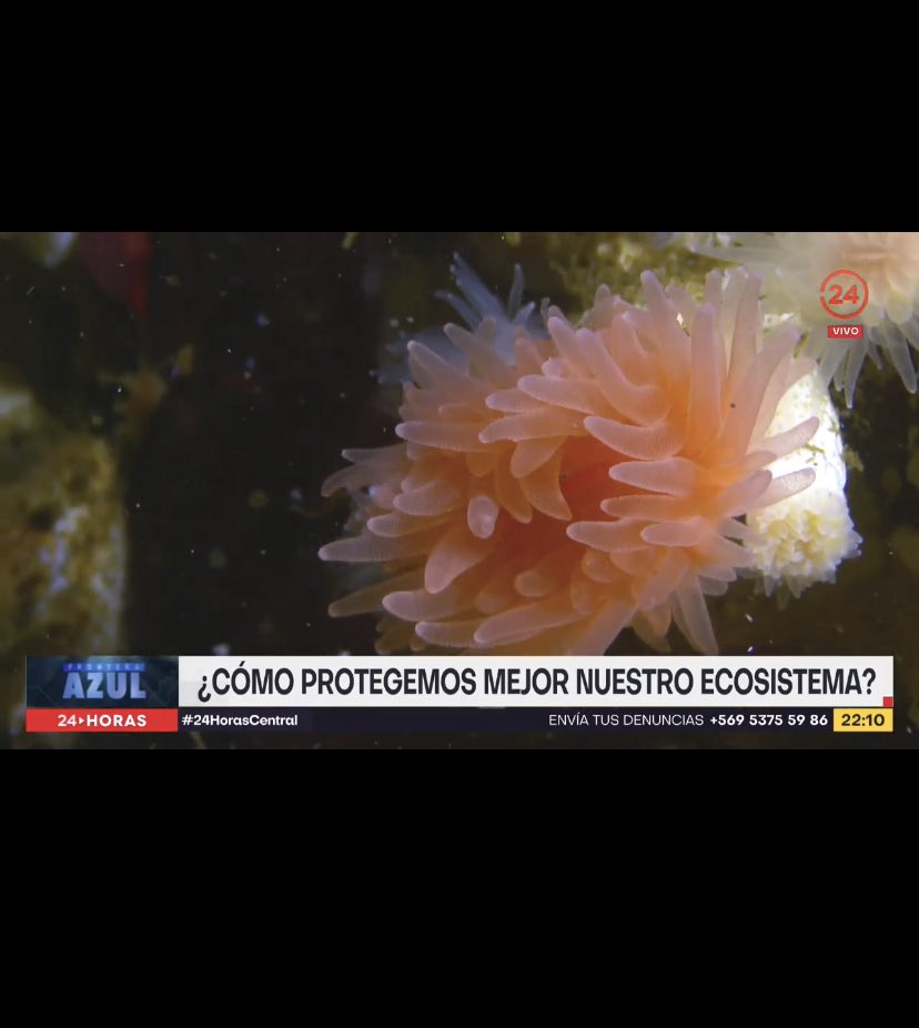 DefendamsChiloe's tweet photo. En #FronteraAzul de @TVN 
Expertos dan testimonio de la gran amenaza de SALMONERAS a los CORALES DE AGUA FRÍA ÚNICOS EN EL MUNDO , que están en nuestro maritorio patagónico.
https://t.co/SQhwCPssBc
@Maisa_Rojas @julio_salas @max_bello_m @HuinayChile @Lucia_GEOMAR @DPRLosLagos https://t.co/NvaGbpKj7q