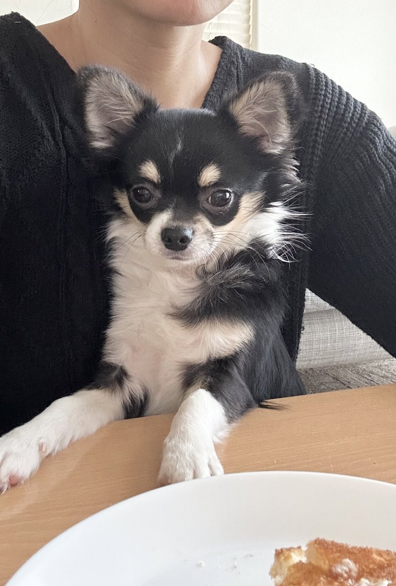 チワワのさく太郎 (@tiwawano_saku) / Posts / X