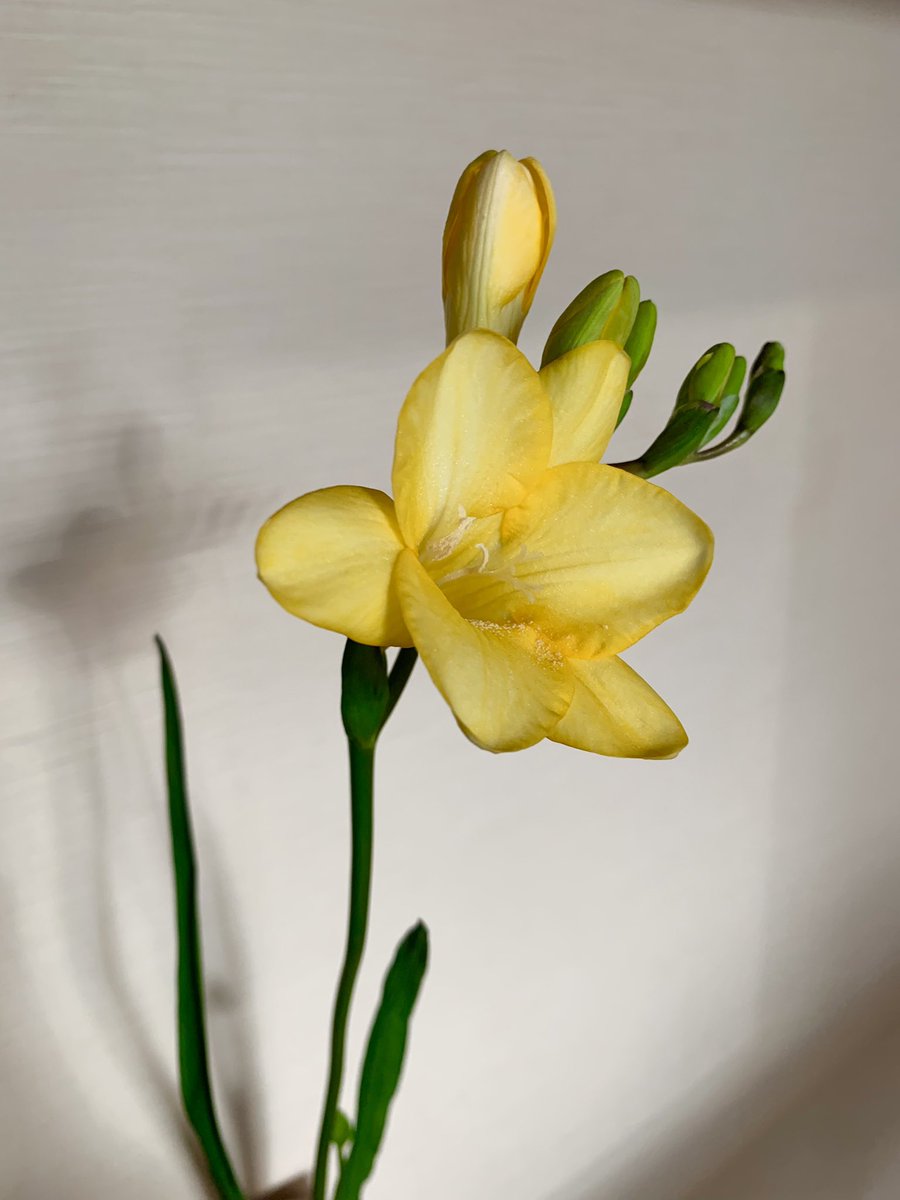 最近家に花を飾るようにしてます🌷
昨日買った花はフリージア。
フリージアってカタチが完璧ですね。好きな花ランキング5位には入ります😎 https://t.co/b1ogpDxpz5