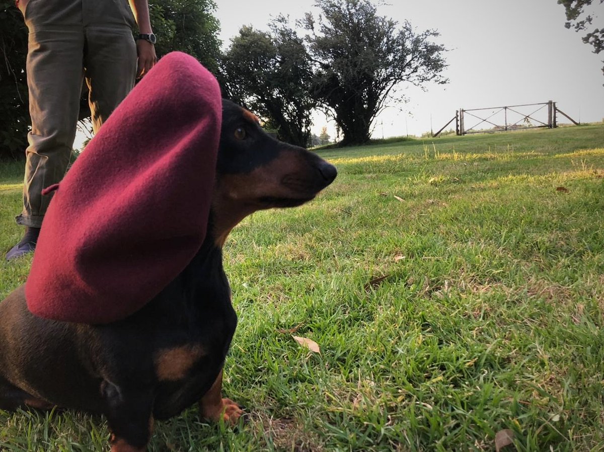 GuadaOlivero's tweet photo. @YouAreMyBezoar Un salchi y un salchichón, son perfectos 😭😭 https://t.co/W81PPNuDb6