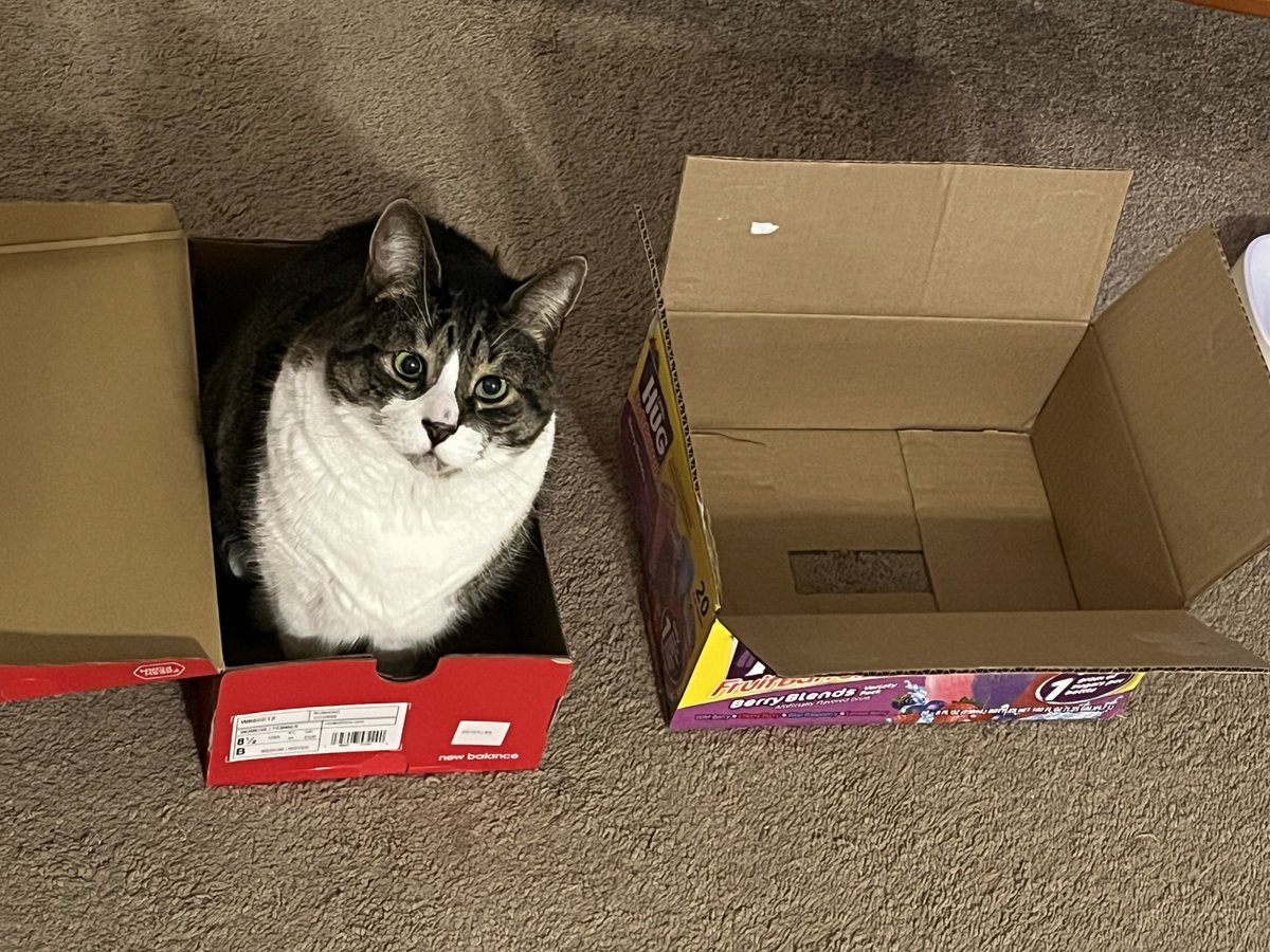 actuallylouise's tweet photo. Just a guy and his boxes #lokithecat #CatsofTwitter #catsofinstagram https://t.co/pkf5CZ0Ndl