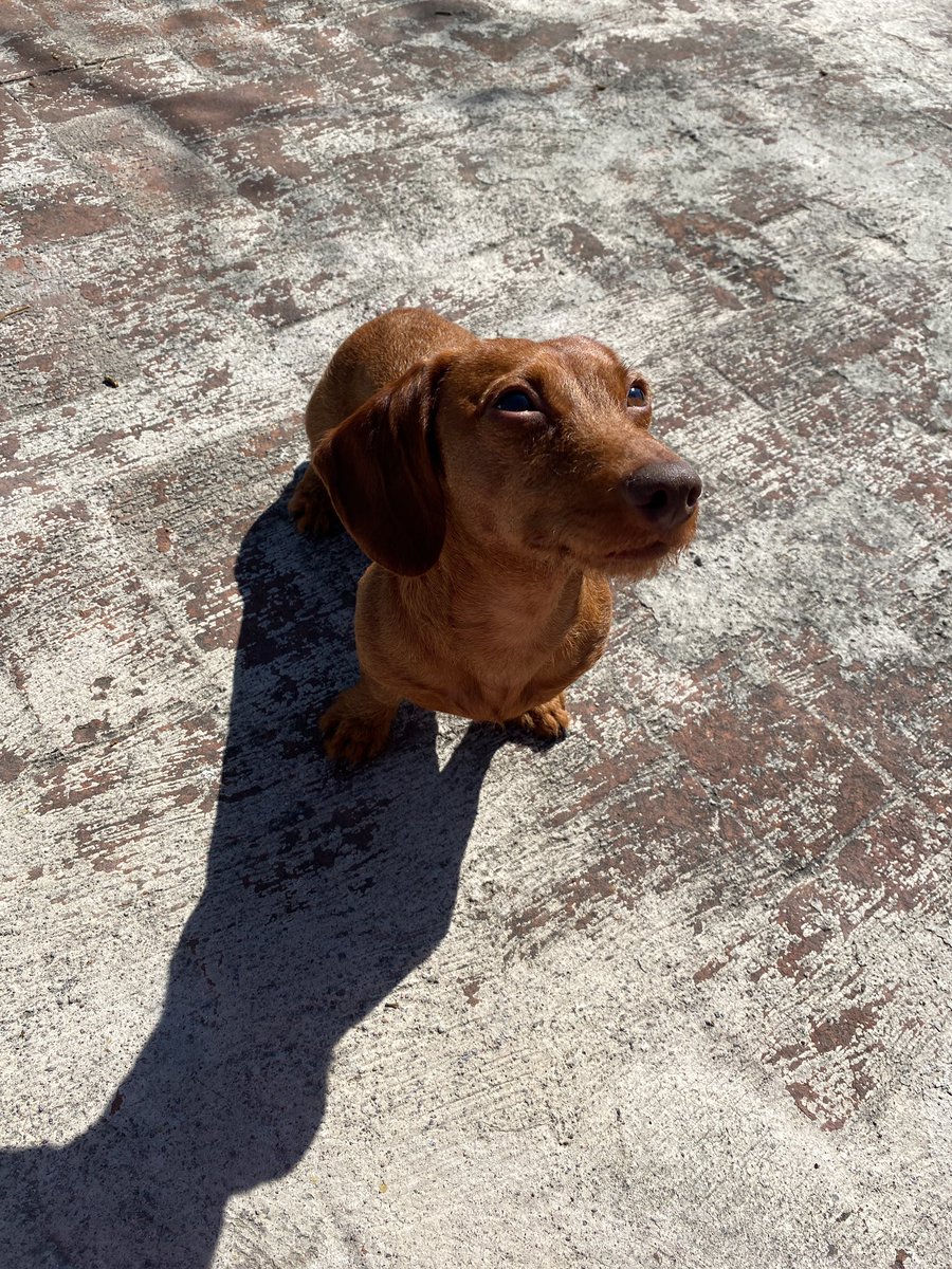 Ellie Ramírez-Cámara tweet media