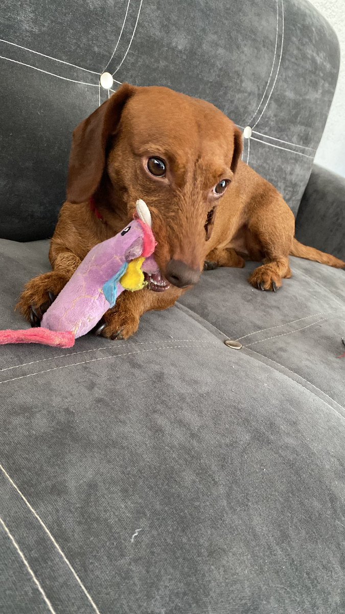 Ellie Ramírez-Cámara tweet media