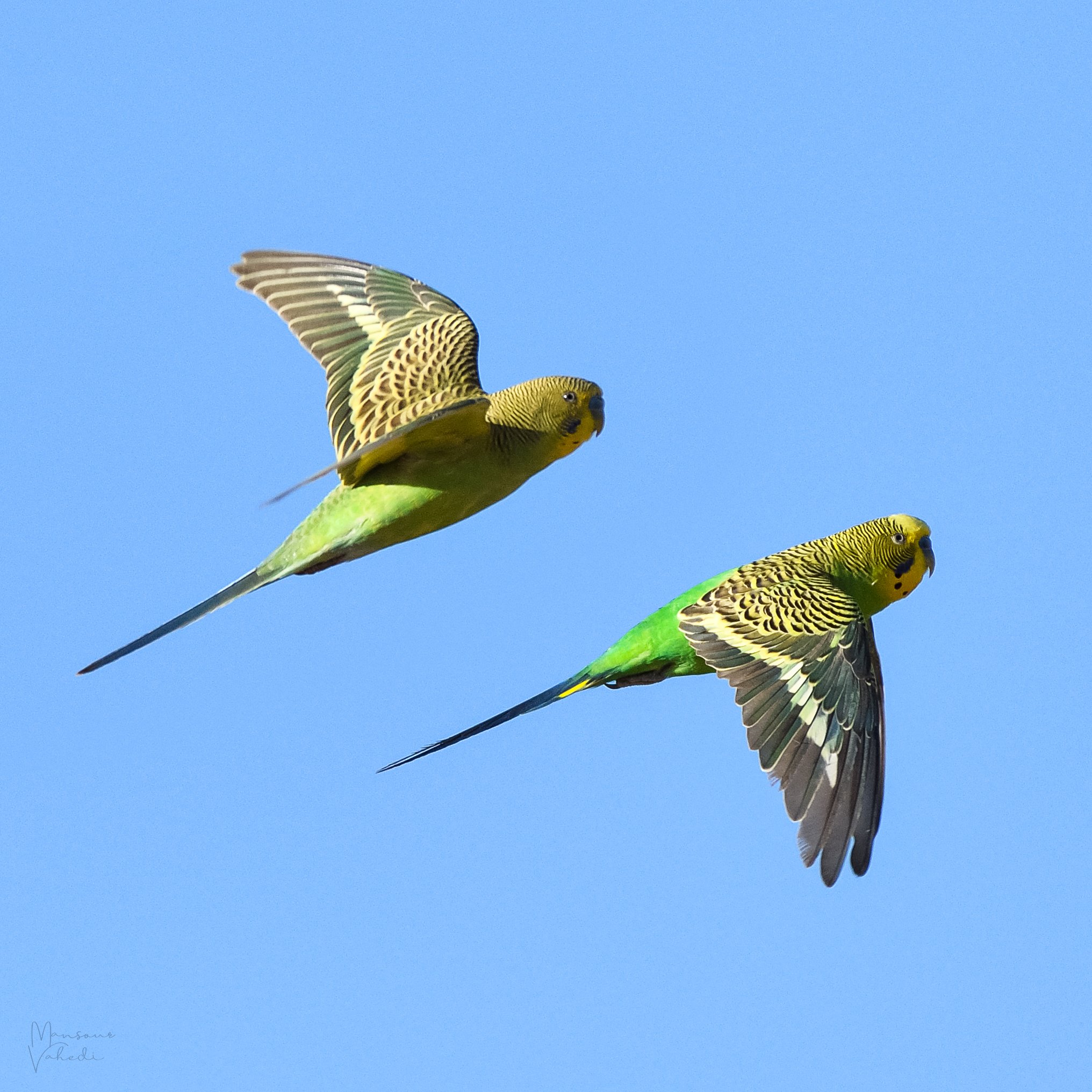 Australian budgies 2024