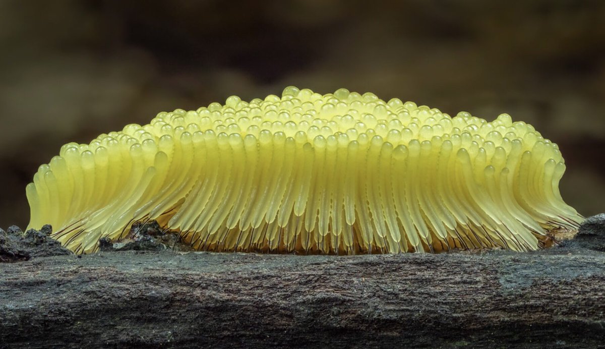 In the woods near her home, <a href="/lucyjones/">Lucy Jones</a> encounters shape-shifting beings believed to be among the oldest living organisms on the planet, and becomes entangled in their fluid, nonbinary way of being. Read “Creatures That Don’t Conform.” emergencemagazine.org/essay/creature… Photos by Barry Webb.
