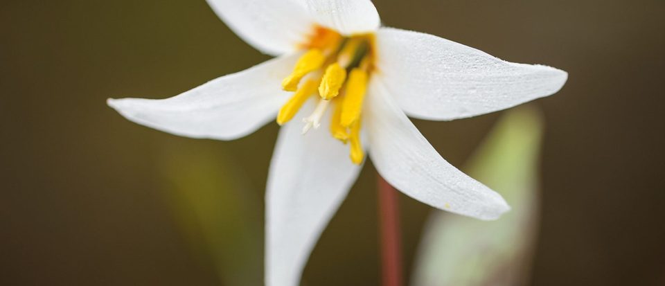 EmGrwb's tweet photo. February flowers: the best flowers for the month https://t.co/LLEMPxb79S https://t.co/JOMbr1oBuZ