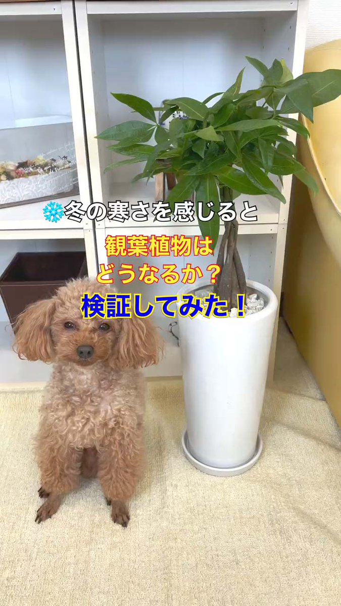 BloomingScape's tweet image. LINE VOOMで「冬の寒さを感じた観葉植物」の動画をご紹介です。

★タイトル：「🍀冬の寒さを感じると観葉植物はどうなるか？検証してみた！」

【▼LINEで見れる無料動画です▼】
linevoom.line.me/post/116741188…

#観葉植物 #パキラ #pachira #ブルーミングスケープ #インテリア