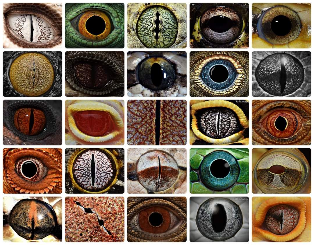 Prof. Pikstein (@PiksteinLab_GCU) on Twitter photo 2023-02-02 19:16:49 Amazing #biodiversity of #reptiles 💕🐍🦎🐢🐊 #Herpetology 👀 #snakes #lizards #wildlife #photography 😍
By: Welsh Morphology Photography Amazing #biodiversity of #reptiles 💕🐍🦎🐢🐊 #Herpetology 👀 #snakes #lizards #wildlife #photography 😍
By: Welsh Morphology Photography