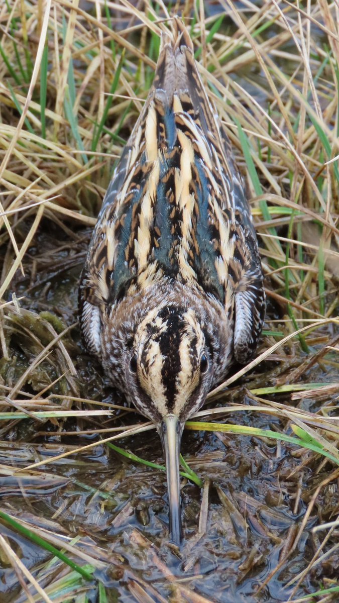 Belvide Ringers (@belvide_ringers) on Twitter photo It's World Wetlands Day & what better way to celebrate than to watch Jack Snipe on Winterwatch 2022 again m.youtube.com/watch?v=OYyfFy… #WorldWetlandsDay2023 #ThermalImaging #BirdRinging <a href="/BBCSpringwatch/">BBC Springwatch</a> <a href="/_BTO/">BTO</a> <a href="/WestMidBirdClub/">West Midland Bird Club</a> It's World Wetlands Day & what better way to celebrate than to watch Jack Snipe on Winterwatch 2022 again m.youtube.com/watch?v=OYyfFy… #WorldWetlandsDay2023 #ThermalImaging #BirdRinging <a href="/BBCSpringwatch/">BBC Springwatch</a> <a href="/_BTO/">BTO</a> <a href="/WestMidBirdClub/">West Midland Bird Club</a>