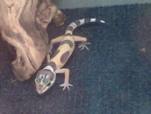 MetalHipLady's tweet photo. @bunsenbernerbmd My leopard gecko I used to have named Dionysus 🥰 https://t.co/lnUVZmWM3x
