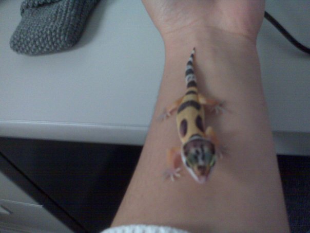 MetalHipLady's tweet photo. @bunsenbernerbmd My leopard gecko I used to have named Dionysus 🥰 https://t.co/lnUVZmWM3x