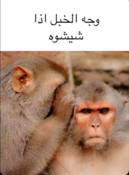 شيشووووووه 😂😂😂🤣🤣🤣