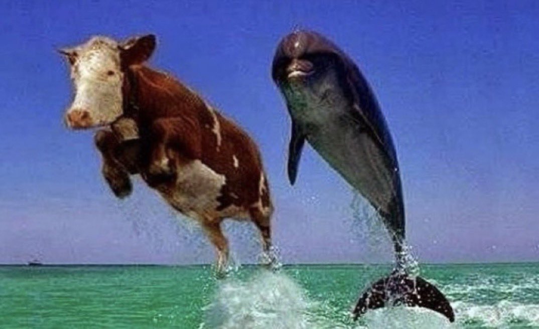 Homie Dolphin tweet media