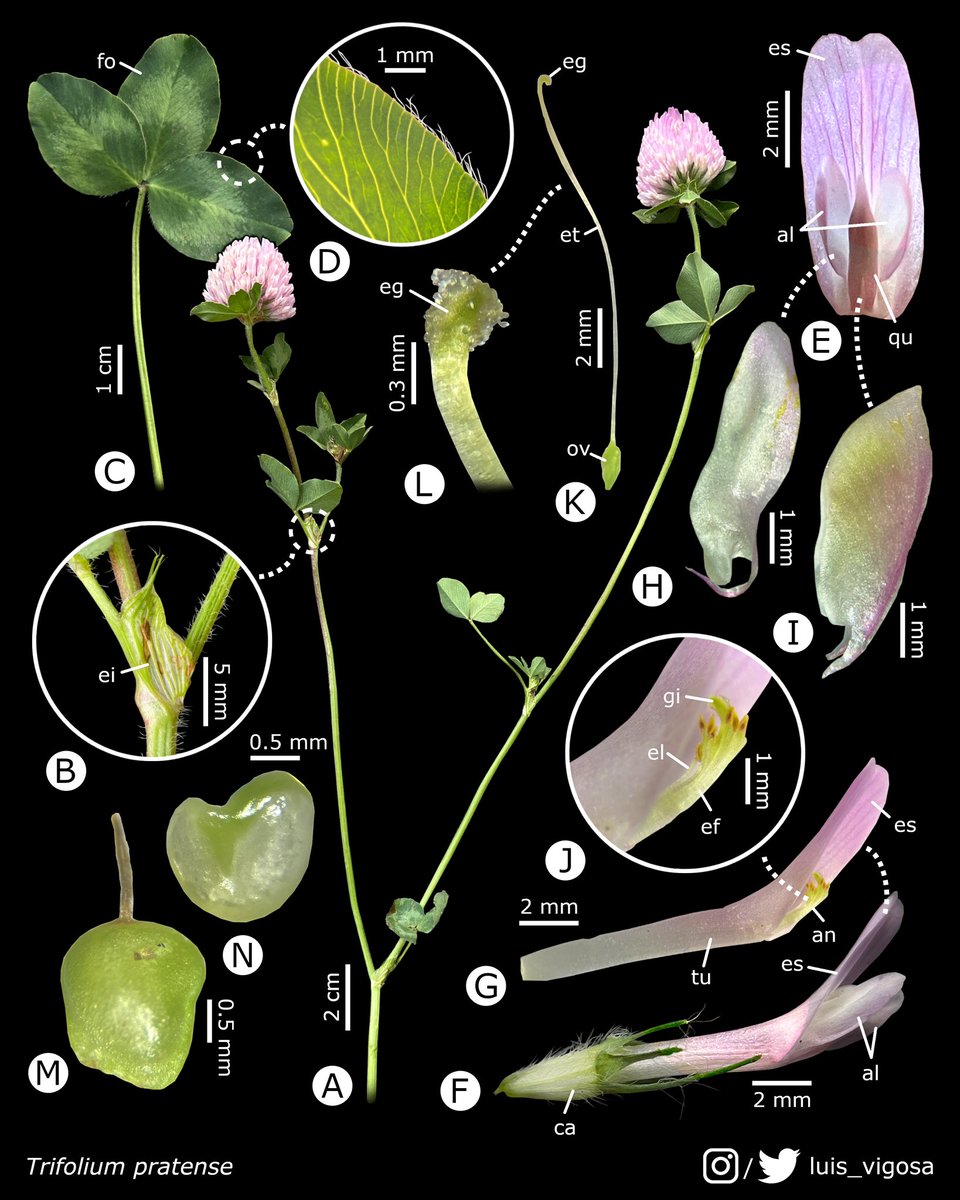 Luis Vigosa tweet media