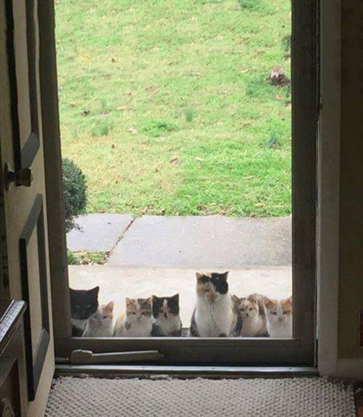 yapayaracIar's tweet photo. anne kedi bir evden mama aldıktan 2 saat sonra tüm ailesini getirmiş 🥺 https://t.co/iesmWjCUG7