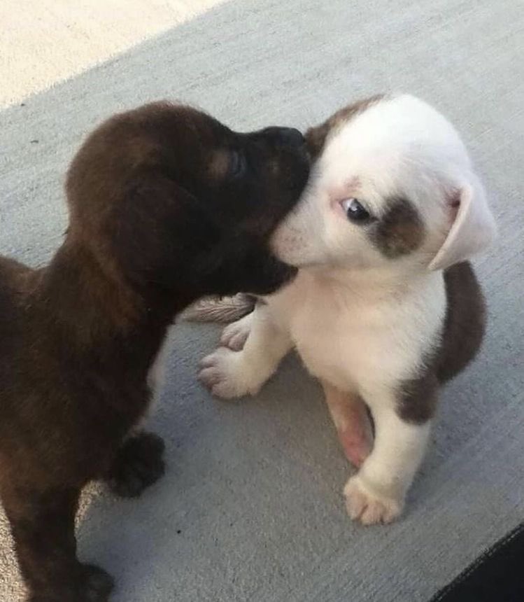 Perritos que curan tu depresión 🐶 tweet media