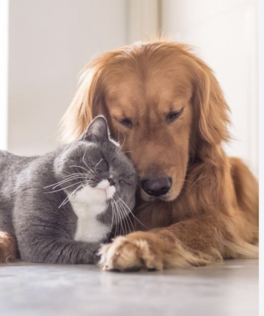TCFM_1's tweet photo. Looking for a special treat for your beloved pet..? Or looking for a new diet plan for them..? Check out https://t.co/7OEPqd8lC9 for reputable small suppliers 🦮🐈#buylocalcountrywide https://t.co/XRzjYl0JSE