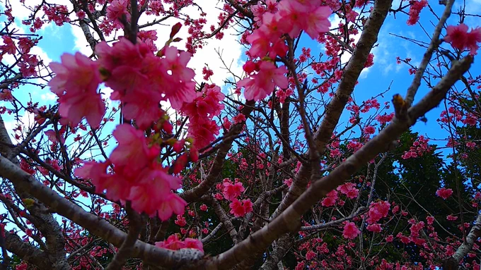 沖縄は桜が咲いてるんだ 