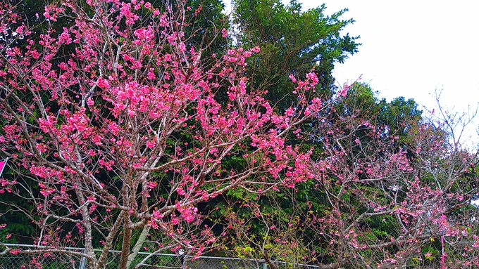 沖縄は桜が咲いてるんだ 