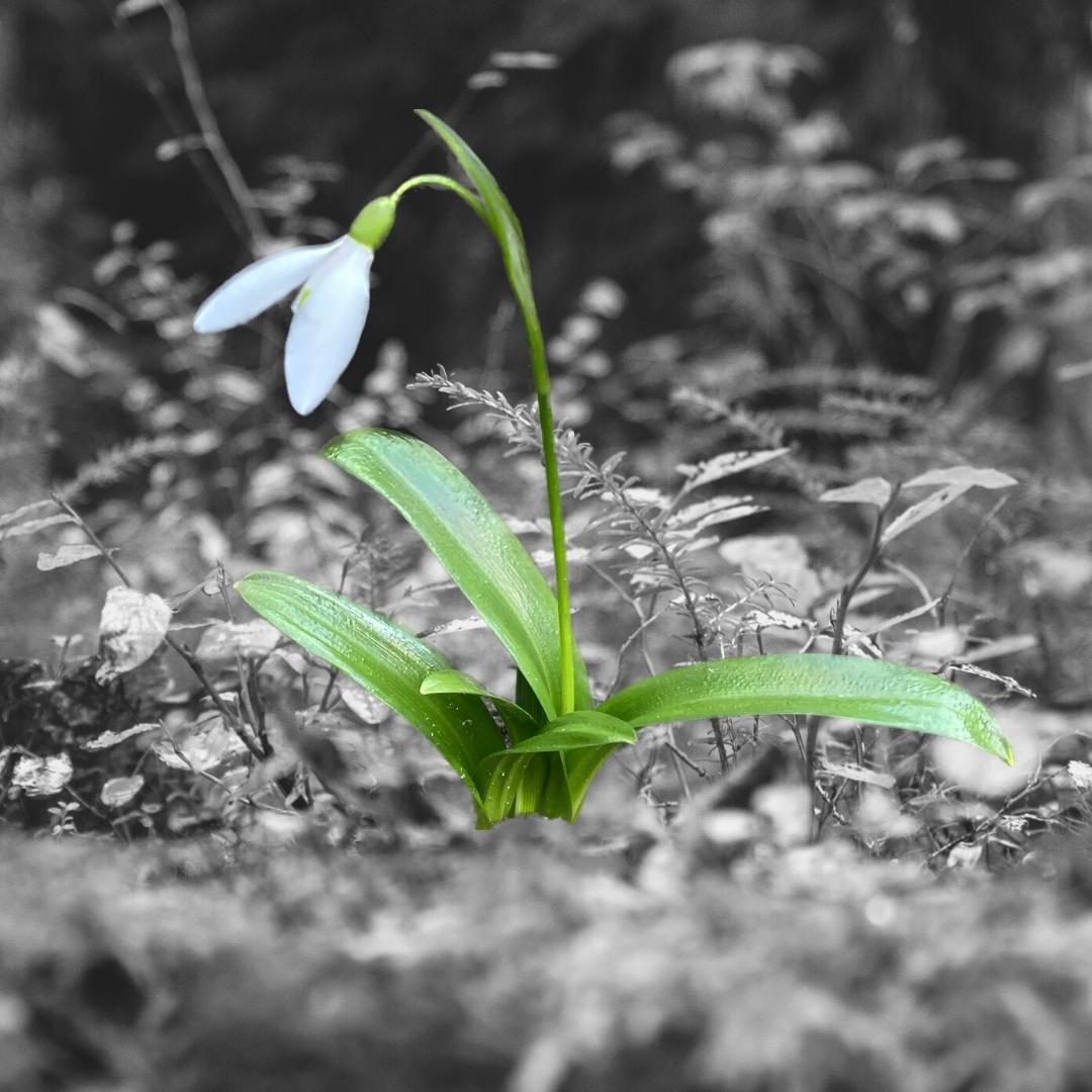 DaisyChainSM's tweet photo. Have you tried the iPhone photo cutout tool yet? 📸
The iOS16 update allows you to copy the subject of a photo from a background and add it to other apps. This is a photo of a snowdrop in my garden that I added to another background in Canva. I like a new tool to play with! https://t.co/Vs3y8RlI3N