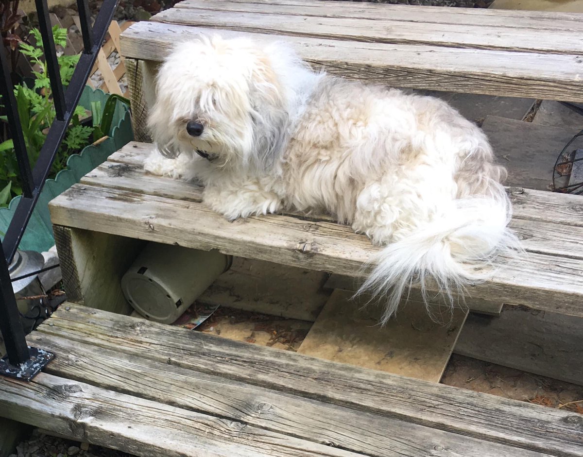 EyelovemyCoton's tweet photo. @sykesjeff Here’s Kylie, my backyard security patroller and deck bouncer. 🤣🤣 🐶❤️  #dogsarefamily #backyardsecurity #pets #dogslovebirdwatchingtoo 🤣 https://t.co/S7FgzbJz46