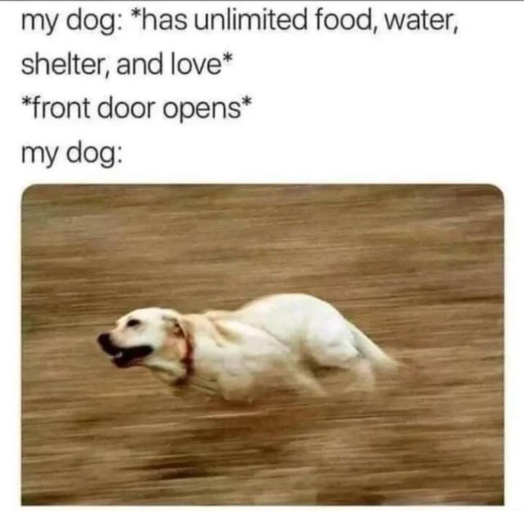 Mom! Cupcake ran away again!