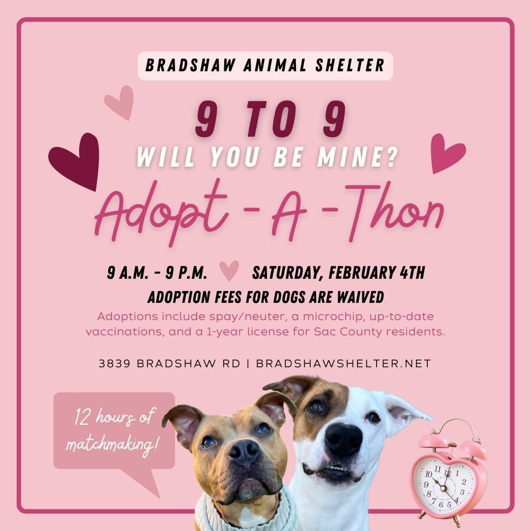 Bradshaw Animal Shelter is critically full and hosting a 12-Hour Adopt-a-Thon this Saturday, Feb. 4, from 9 a.m. - 9 p.m. at 3839 Bradshaw Rd. All adoption fees for dogs will be waived. Visit saccountyshelter.net to view available pets. The website updates every 30 minutes.