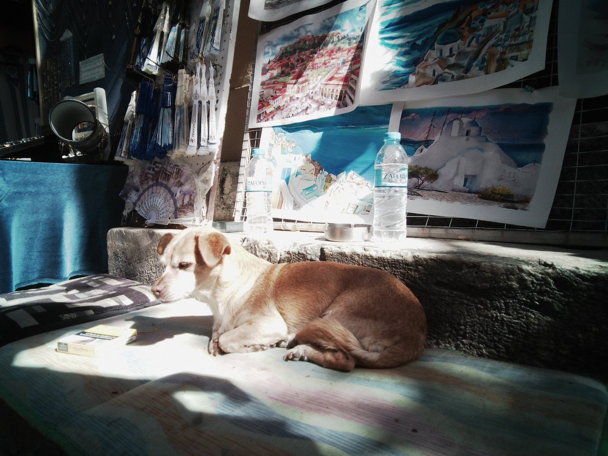LifeofYo's tweet image. Sleepy Shopkeeper Doggo

#travelphotography #athens #papershootcamera