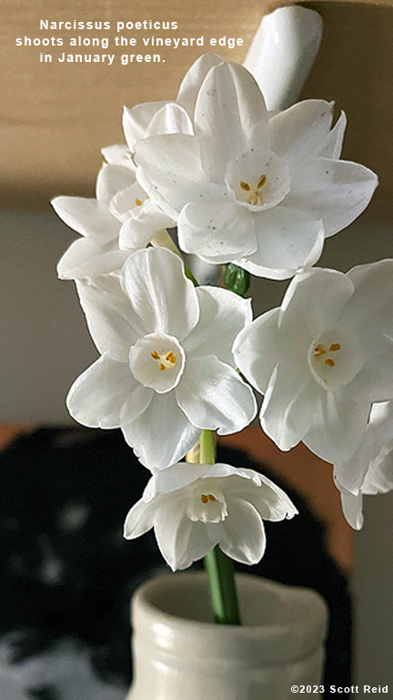 PoetryduJour's tweet photo. #winelover #pinot #cabernet #napa #sonoma #winepoem #winehaiku #thepinksociety #sommelier #wininghour
Narcissus poeticus
shoots along the vineyard edge
in January green. https://t.co/PRgQ88Lamf